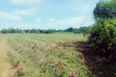 Bán đất đã có dự án trại bò, diện tích 20 ha, vị trí đẹp đất bằng phẳng