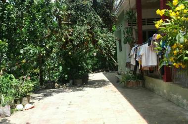 Đi định cư cần bán vườn bưởi đang thu hoạch xã Tam Phước HL173