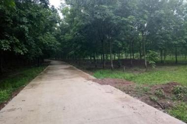 Bán đất Ấp 2 Tân Thành, Đồng Xoài, Bình Phước