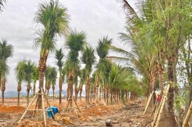 🏢🏢🏢CHUNG CƯ GIÁ RẺ SIÊU TIỆN ÍCH🏢🏢 từ 550 đến 750 triệu