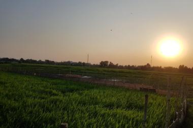 Bán gấp lô đất đẹp DT lớn tại xã Nguyễn Phích, huyện U Minh, giá tốt
