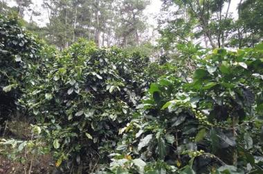 15000m2 vườn cà phê đang thu hoạch xã xuân trường thành phố đà lạt