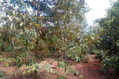 4300m2 vườn sầu riêng thái đang cho thu hoạch xã bảo bình huyện cẩm mỹ