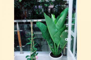 Nhà Tân Bình,Phường 10, Trần Văn Quang giá rẻ, đẹp, ở liền