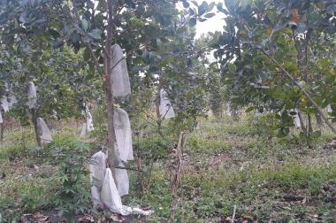 Cần bán hơn 6 sào đất tại xã Bảo Bình, huyện Cẩm Mỹ (không tiếp môi giới)