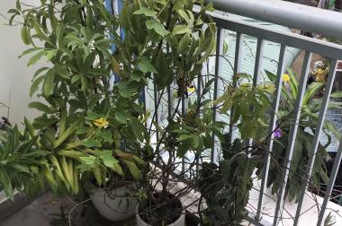 Bán nhà riêng tại Đường Xô Viết Nghệ Tĩnh, Bình Thạnh, Hồ Chí Minh diện tích 265m2 giá 20 Tỷ