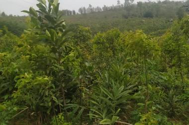 Đất trồng cây lâu năm tại Lương Sơn,Hòa Bình 5ha,giá 14 tỷ