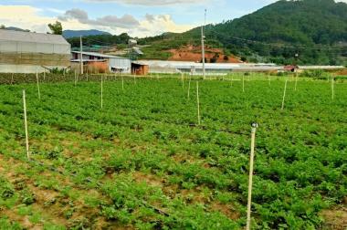 💥💥BÁN ĐẤT SRNN ĐÈO MIMOSA, ĐÀ LẠT