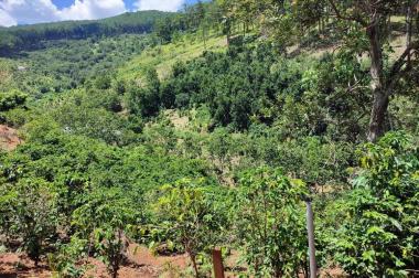 Đất Đà Lạt view đồi thông siêu đẹp, 1.700m2 giá chỉ 2.1 tỷ gần điểm du lịch