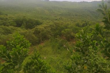 Đất rừng Thanh Sơn, Phú Thọ 200ha, giá 16 tỷ
