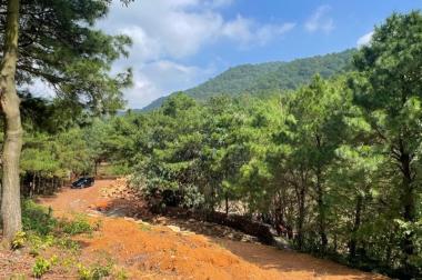 Mảnh đất đồi rừng thông ở khu Lâm Trường, Sóc Sơn, Hà Nội chào bán 4000m2, có sổ đỏ 0983739032