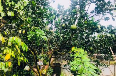 1.3 tỷ chốt 1.1 tỷ (24x43m) 1003.7m2  đất vườn 2 mặt tiền xuân bắc- xuân lộc- đồng nai