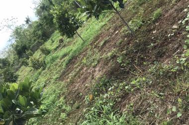 CHÍNH CHỦ BÁN 1.3 SÀO (1.300M2) ĐẤT CÂY LÂU NĂM PHƯỜNG XUÂN LẬP, TP LONG KHÁNH, ĐỒNG NAI.