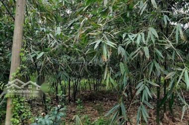 CHÍNH CHỦ CẦN BÁN GẤP LÔ ĐẤT VỊ TRÍ TIỀM NĂNG PHÁT TRIỂN SINH LỜI TẠI TRỪ VĂN THỐ, HUYỆN BÀU BÀNG,