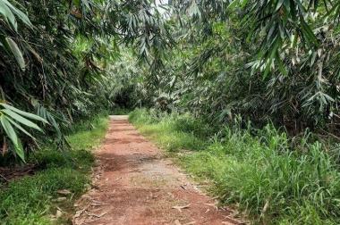 CHÍNH CHỦ CẦN BÁN GẤP LÔ ĐẤT VỊ TRÍ TIỀM NĂNG PHÁT TRIỂN SINH LỜI TẠI TRỪ VĂN THỐ, HUYỆN BÀU BÀNG,