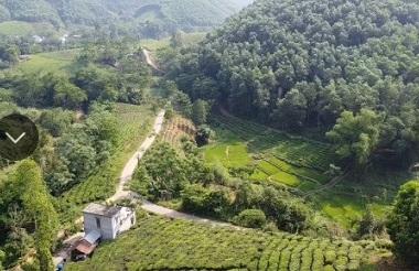 Cần bán 200 ha rừng tại Tân Sơn, Tỉnh Phú Thọ