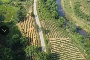 Cần bán 200 ha rừng tại Tân Sơn, Tỉnh Phú Thọ