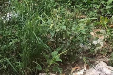 Mảnh đất đẹp Nguyên Xá, lô góc, 3 thoáng ngõ thông