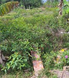 Chính Chủ Cần Bán Đất Tại : Khu Phố 4 – Thị Trấn Đông Thành – Huyện Đức Huệ – Tỉnh Long An