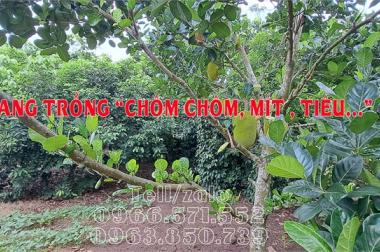 Cần bán đất vườn 2 mặt tiền 27m x40m ||Bảo Quang- Long Khánh|| Giá chỉ 2 tỷ 3.