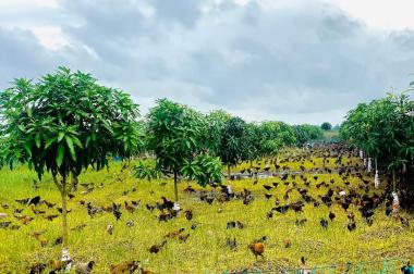 Chủ gửi bán gấp 50ha vườn xoài Cát Hòa Lộc tại Phú Hiệp, Tam Nông, Đồng Tháp.