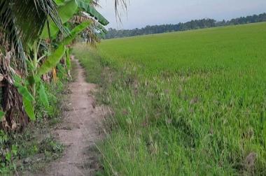 BÁN 40 CÔNG ĐẤT RUỘNG XÃ TÂN HƯNG- LONG PHÚ- SÓC TRĂNG