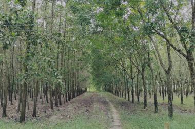 Bán đất lớn Tây Ninh, 1.043m có đất thổ cư sổ đầy đủ, chỉ nhỉnh 1 tỷ