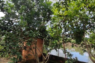 ✅Cần bán Nhà cấp 4 có vườn trái cây, 20m mặt đường xã Phú Bình, Tân Phú, Đồng Nai - 2.2 Tỷ