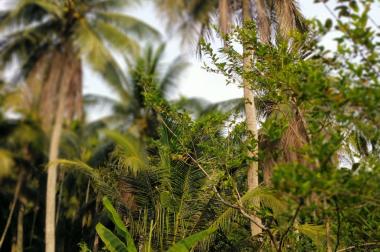 Chính Chủ Cần Bán Lô Đất  xã Châu Bình, huyện Giồng Trôm, tỉnh Bến Tre.