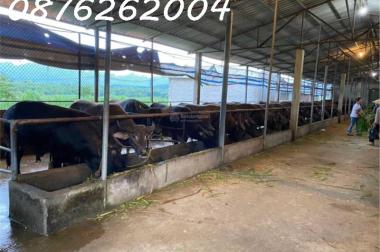 Chính chủ cần bán đất trang trại, khu nghỉ dưỡng 70.000m2 tại Lạc Thủy, Hòa Bình - Giá 1X tỷ