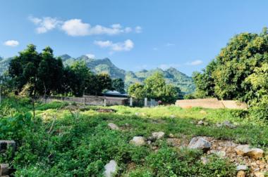 Cần bán gấp mảnh đất phù hợp làm homestay tại Mộc Châu 