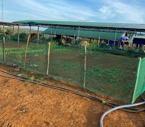 Bán đất 3 mặt tiền đang làm trang trại tại Tuy Đức,Đak Nông
