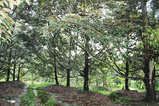 Bán vườn cây QL 20, Hà Lâm, Đạ Huoai, Lâm Đồng 4ha, giá 5.3 tỷ TL