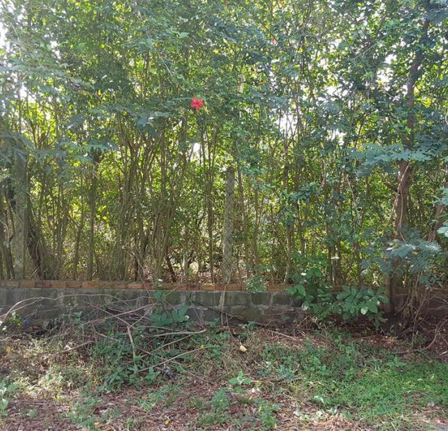 Bán 4.500m2 đất vườn mặt tiền xã Long Phước, Tp Bà Rịa, giá 1,25 tỷ
