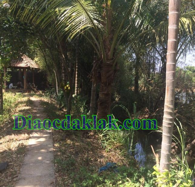 Đất vườn DT: 4,350m2 Nguyễn Thị Định có ao cá, cây ăn trái, nhà sàn gỗ hương