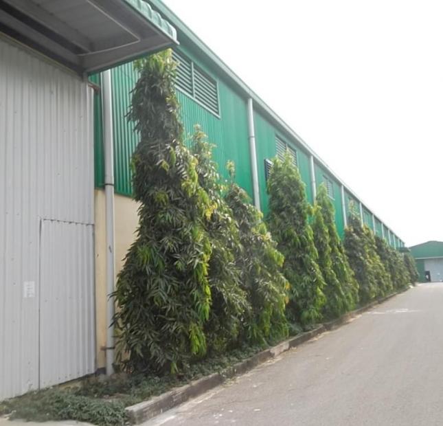 Cho thuê nhà xưởng 5000 m2, trong KCN Tân Đô, Đức Hòa, Long An