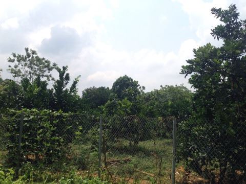 Bán gấp, rẻ mảnh đất chính chủ tại Liên Sơn – Lương Sơn – Hòa Bình