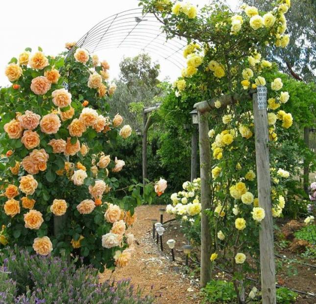 3 nền đất cuối Rose Garden khu khép kín xuất hiện Bình Tân