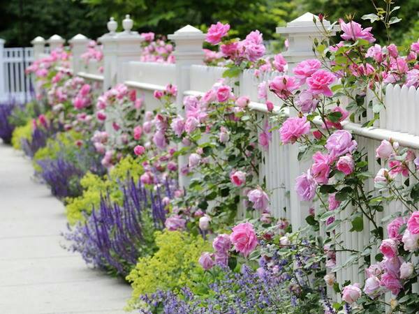 Bán đất Rose Garden - Khu vườn hoa hồng lần đầu có Bình Tân