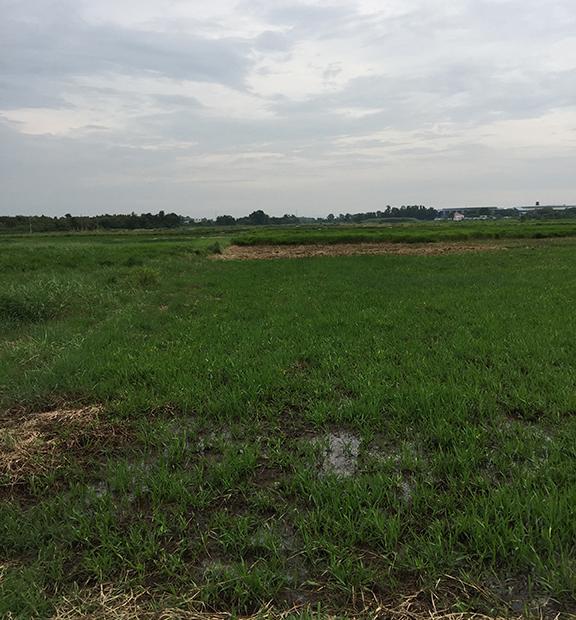 Bán đất nông nghiệp ở Tân Thạnh Đông, 1200(54x22), giá 720 tr, SHR  LH 0939813696