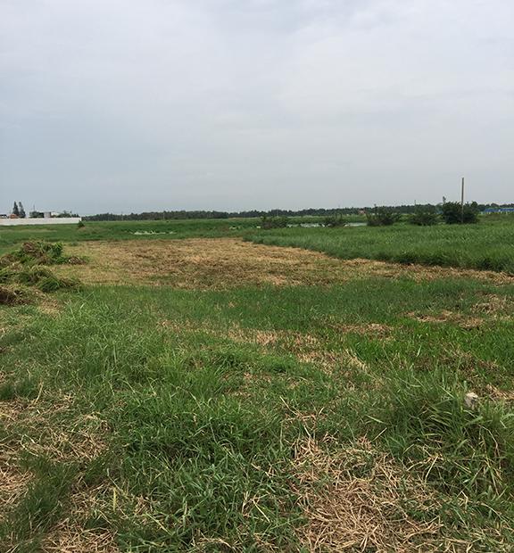 Bán đất nông nghiệp ở Tân Thạnh Đông, 1200(54x22), giá 720 tr, SHR  LH 0939813696