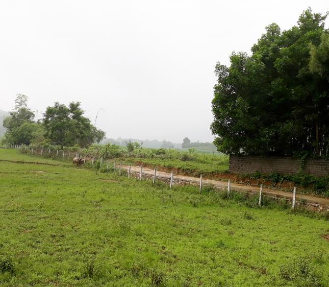 Cần bán 3600m đất thổ cư xã Phú Mãm