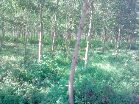 Bán đất trồng rừng keo lai Lâm Đồng giá rẻ 138ha 5,2 tỷ