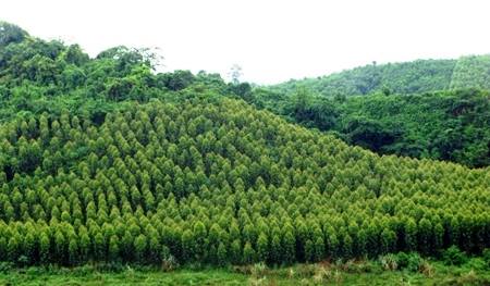 Bán đất rừng trồng cây, xã Hòa Bắc, huyện Hòa Vang, Đà Nẵng
