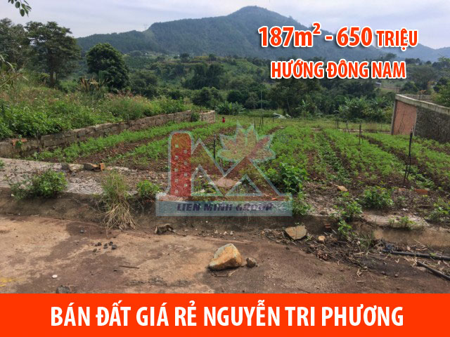 Bán đất thổ cư Nguyễn Tri Phương, Đức Trọng