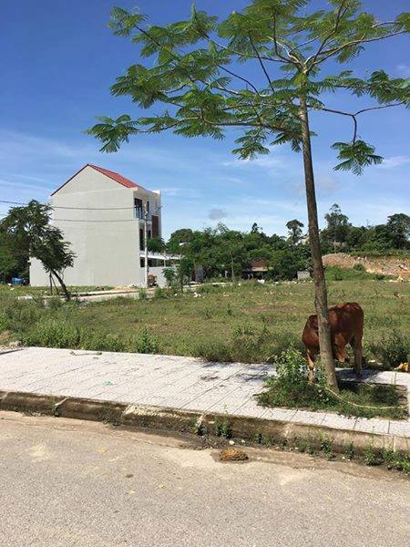 Bán gấp lô đất tại khu quy hoạch Bàu Vá, TP Huế