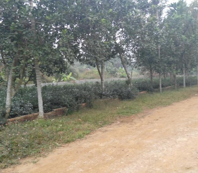 Bán lô đất nông trường tại Ba Vì, Hà Nội, 4 sào chỉ 1 tỷ 4
