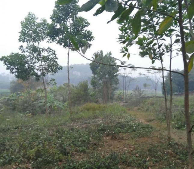 Chính chủ cần bán lô đất ở Yên Bài với diện tích 8 sào, giá chỉ 350 triệu/sào