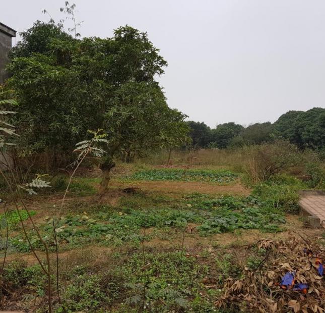 Cần bán gấp mảnh đất tại xã Minh Trí Sóc Sơn giá rẻ 