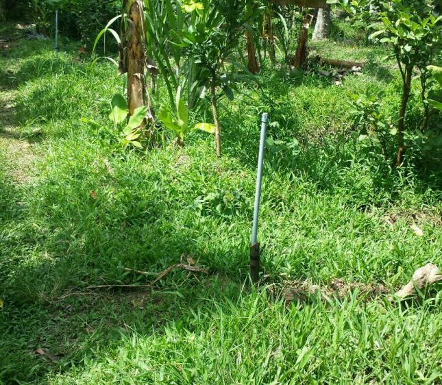 Đi định cư cần bán vườn bưởi đang thu hoạch xã Tam Phước HL173